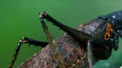 Koliko stopa u insektima?